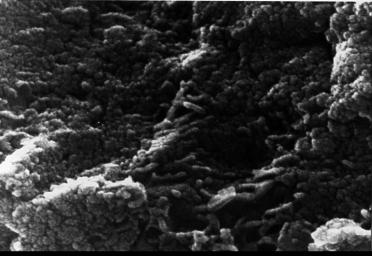 PIA00287: Mars Life? - Microscopic Tubular Structures