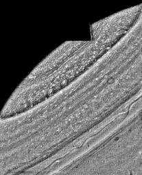 PIA01377: Photographic Mosaic of Saturn