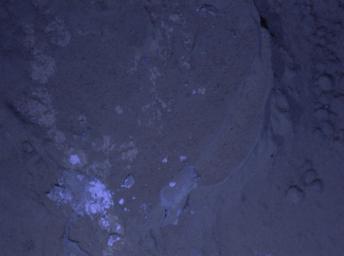 PIA16712: MAHLI's First Night Imaging of Martian Rock Under Ultraviolet Lighting