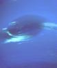 PIA00052: Neptune Great Dark Spot in High Resolution