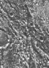 PIA00279: Ganymede - Ancient Impact Craters in Galileo Regio