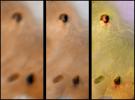PIA01065: Lack of Visible Change Around Active Hotspots on Io
