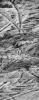 PIA01180: Highest Resolution Image of Europa