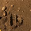PIA10785: Color View 'Dodo' and 'Baby Bear' Trenches