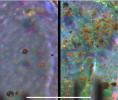 PIA10796: Microscopic Comparison of Airfall Dust to Martian Soil