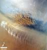 PIA15959: Martian Dust Storm