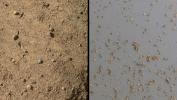 PIA16570: Windblown Sand from the 'Rocknest' Drift