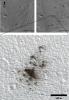 PIA16928: Fresh Cluster of Impact Craters on Mars