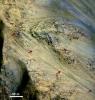 PIA17605: Long, Recurring Linear Marking on Martian Slope
