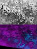 PIA20656: Pluto's 'Halo' Craters
