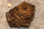PIA24240: Tumbiana Stromatolite