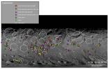 PIA15238: Map of Dark Materials on Vesta